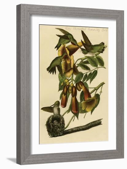 Ruby Throated Humming Bird-John James Audubon-Framed Art Print