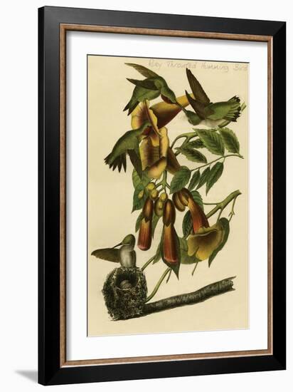 Ruby Throated Humming Bird-John James Audubon-Framed Art Print