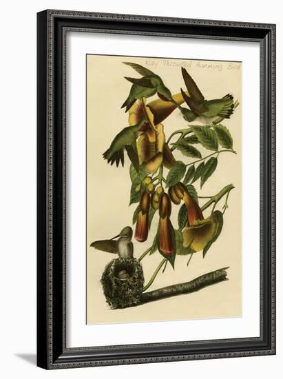 Ruby Throated Humming Bird-John James Audubon-Framed Art Print