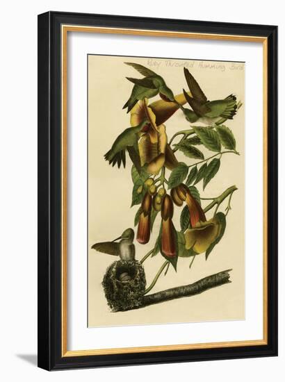 Ruby Throated Humming Bird-John James Audubon-Framed Art Print
