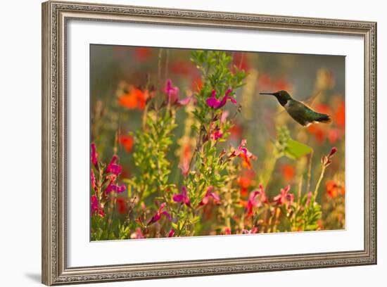 Ruby-Throated Hummingbird (Archilochus Colubris) Feeding, Texas, USA-Larry Ditto-Framed Photographic Print