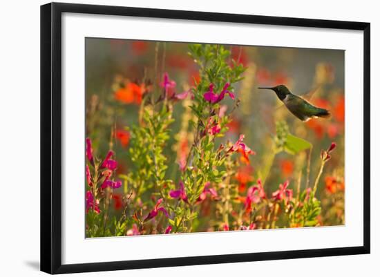 Ruby-Throated Hummingbird (Archilochus Colubris) Feeding, Texas, USA-Larry Ditto-Framed Photographic Print