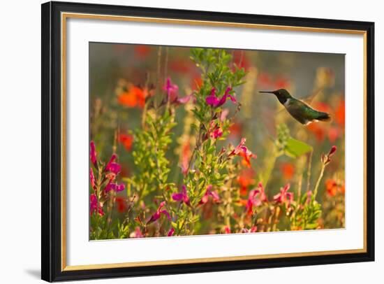 Ruby-Throated Hummingbird (Archilochus Colubris) Feeding, Texas, USA-Larry Ditto-Framed Photographic Print