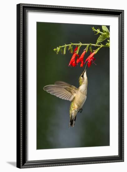 Ruby-Throated Hummingbird (Archilochus Colubris) Feeding, Texas, USA-Larry Ditto-Framed Photographic Print