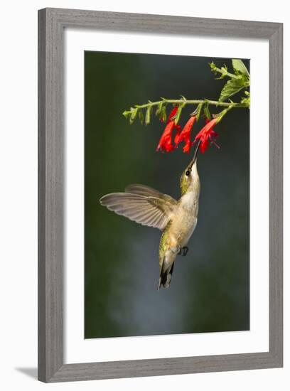 Ruby-Throated Hummingbird (Archilochus Colubris) Feeding, Texas, USA-Larry Ditto-Framed Photographic Print