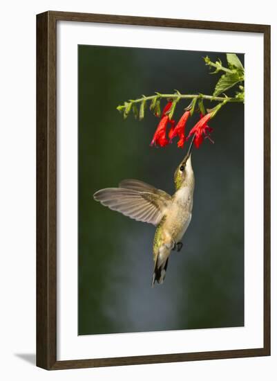 Ruby-Throated Hummingbird (Archilochus Colubris) Feeding, Texas, USA-Larry Ditto-Framed Photographic Print