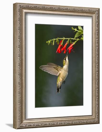 Ruby-Throated Hummingbird (Archilochus Colubris) Feeding, Texas, USA-Larry Ditto-Framed Photographic Print