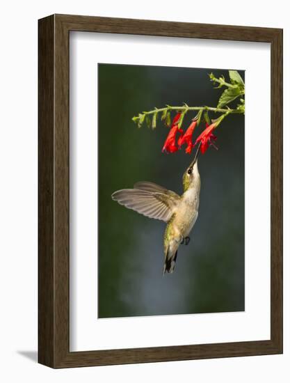 Ruby-Throated Hummingbird (Archilochus Colubris) Feeding, Texas, USA-Larry Ditto-Framed Photographic Print