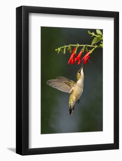 Ruby-Throated Hummingbird (Archilochus Colubris) Feeding, Texas, USA-Larry Ditto-Framed Photographic Print