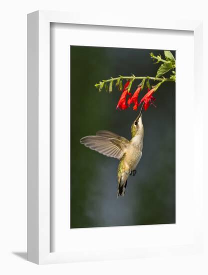 Ruby-Throated Hummingbird (Archilochus Colubris) Feeding, Texas, USA-Larry Ditto-Framed Photographic Print