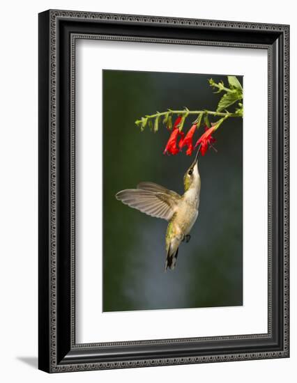 Ruby-Throated Hummingbird (Archilochus Colubris) Feeding, Texas, USA-Larry Ditto-Framed Photographic Print