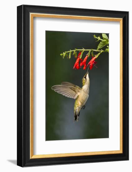 Ruby-Throated Hummingbird (Archilochus Colubris) Feeding, Texas, USA-Larry Ditto-Framed Photographic Print