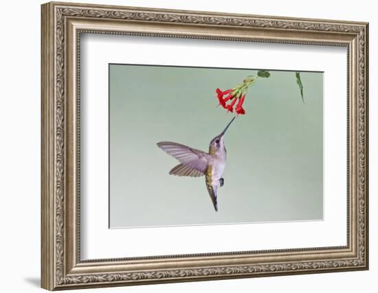 Ruby-Throated Hummingbird (Archilochus Colubris) Feeding, Texas, USA-Larry Ditto-Framed Photographic Print