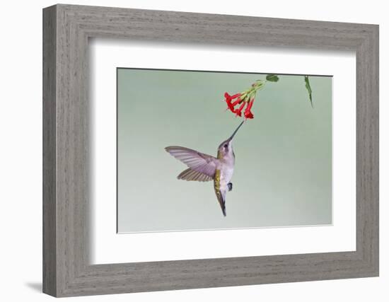 Ruby-Throated Hummingbird (Archilochus Colubris) Feeding, Texas, USA-Larry Ditto-Framed Photographic Print