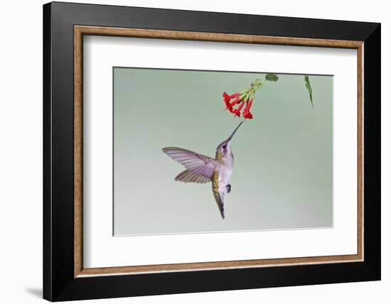 Ruby-Throated Hummingbird (Archilochus Colubris) Feeding, Texas, USA-Larry Ditto-Framed Photographic Print