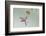 Ruby-Throated Hummingbird (Archilochus Colubris) Feeding, Texas, USA-Larry Ditto-Framed Photographic Print