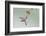 Ruby-Throated Hummingbird (Archilochus Colubris) Feeding, Texas, USA-Larry Ditto-Framed Photographic Print