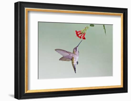 Ruby-Throated Hummingbird (Archilochus Colubris) Feeding, Texas, USA-Larry Ditto-Framed Photographic Print