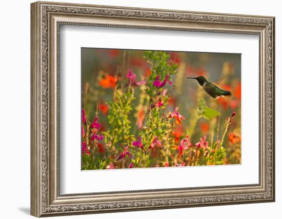 Ruby-Throated Hummingbird (Archilochus Colubris) Feeding, Texas, USA-Larry Ditto-Framed Photographic Print