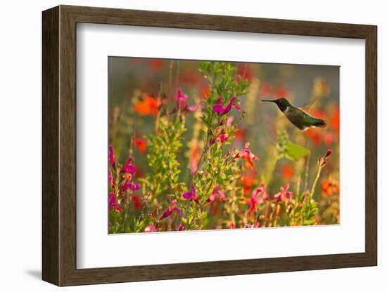 Ruby-Throated Hummingbird (Archilochus Colubris) Feeding, Texas, USA-Larry Ditto-Framed Photographic Print