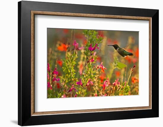 Ruby-Throated Hummingbird (Archilochus Colubris) Feeding, Texas, USA-Larry Ditto-Framed Photographic Print