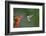 Ruby-throated Hummingbird (Archilochus colubris) flying-Larry Ditto-Framed Photographic Print