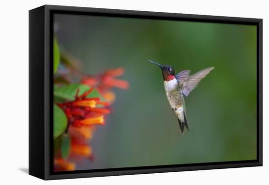 Ruby-throated Hummingbird (Archilochus colubris) flying-Larry Ditto-Framed Premier Image Canvas