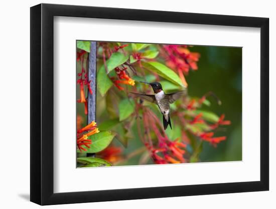 Ruby-throated Hummingbird (Archilochus colubris) hovering-Larry Ditto-Framed Photographic Print