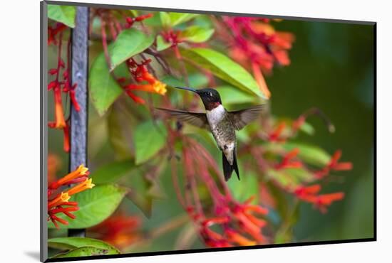 Ruby-throated Hummingbird (Archilochus colubris) hovering-Larry Ditto-Mounted Photographic Print