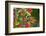 Ruby-throated Hummingbird (Archilochus colubris) hovering-Larry Ditto-Framed Photographic Print