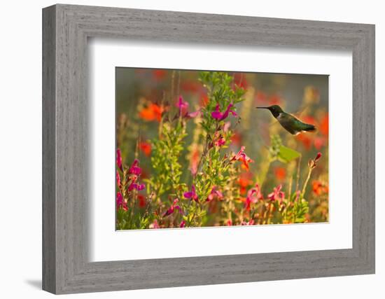 Ruby-throated Hummingbird (Archilochus colubris) in flower garden at sunrise, Texas, USA.-Larry Ditto-Framed Photographic Print