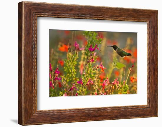 Ruby-throated Hummingbird (Archilochus colubris) in flower garden at sunrise, Texas, USA.-Larry Ditto-Framed Photographic Print