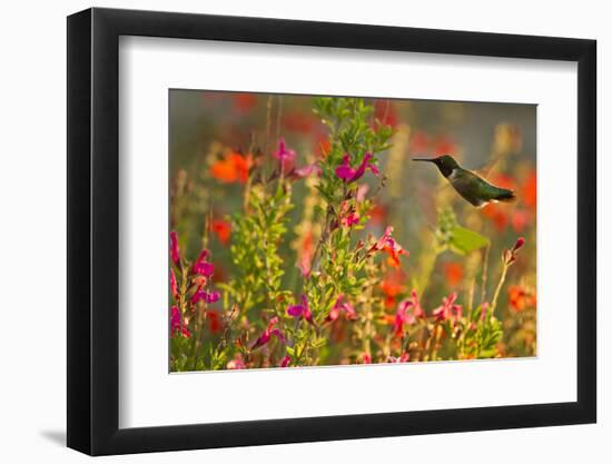 Ruby-throated Hummingbird (Archilochus colubris) in flower garden at sunrise, Texas, USA.-Larry Ditto-Framed Photographic Print
