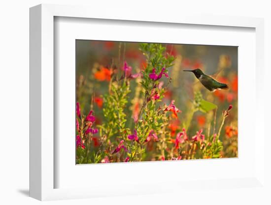 Ruby-throated Hummingbird (Archilochus colubris) in flower garden at sunrise, Texas, USA.-Larry Ditto-Framed Photographic Print