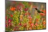 Ruby-throated Hummingbird (Archilochus colubris) in flower garden at sunrise, Texas, USA.-Larry Ditto-Mounted Photographic Print