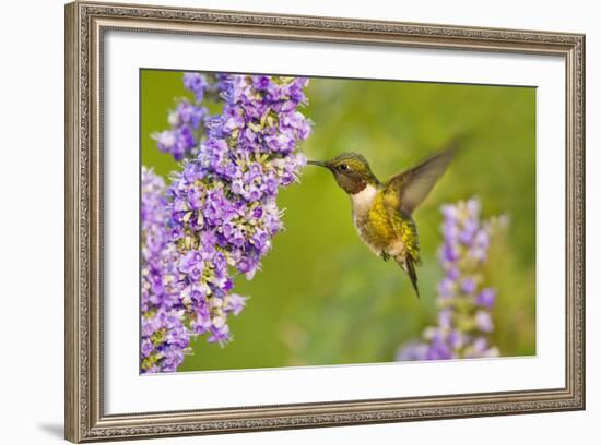 Ruby-Throated Hummingbird (Archilochus Colubris) Male Feeding-Larry Ditto-Framed Photographic Print