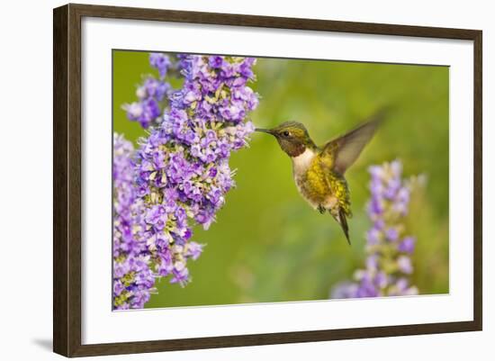 Ruby-Throated Hummingbird (Archilochus Colubris) Male Feeding-Larry Ditto-Framed Photographic Print
