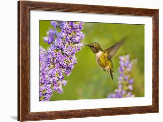 Ruby-Throated Hummingbird (Archilochus Colubris) Male Feeding-Larry Ditto-Framed Photographic Print