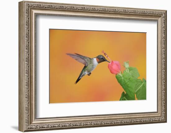 Ruby-Throated Hummingbird (Archilochus Colubris)-Rolf Nussbaumer-Framed Photographic Print