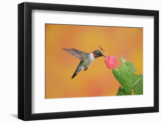 Ruby-Throated Hummingbird (Archilochus Colubris)-Rolf Nussbaumer-Framed Photographic Print