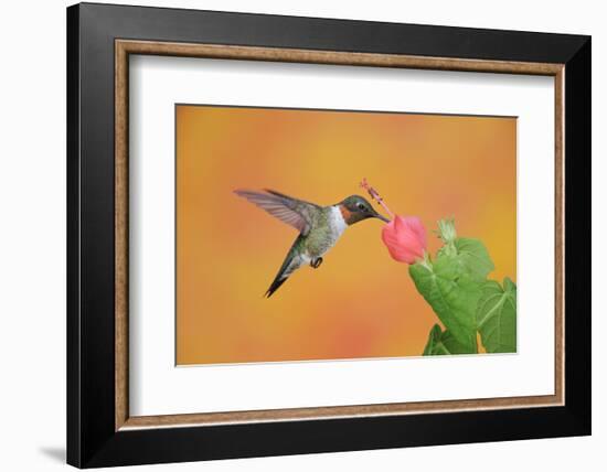 Ruby-Throated Hummingbird (Archilochus Colubris)-Rolf Nussbaumer-Framed Photographic Print