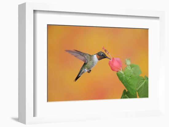 Ruby-Throated Hummingbird (Archilochus Colubris)-Rolf Nussbaumer-Framed Photographic Print