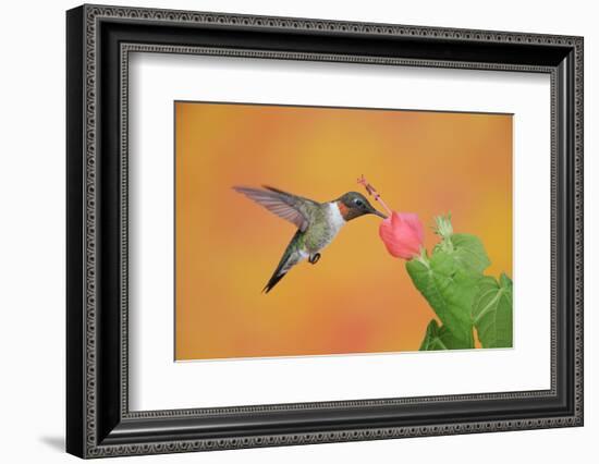 Ruby-Throated Hummingbird (Archilochus Colubris)-Rolf Nussbaumer-Framed Photographic Print