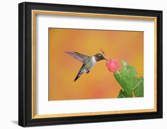 Ruby-Throated Hummingbird (Archilochus Colubris)-Rolf Nussbaumer-Framed Photographic Print