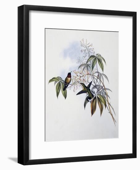 Ruby-Throated Hummingbird (Archilochus Colubris)-John Gould-Framed Giclee Print