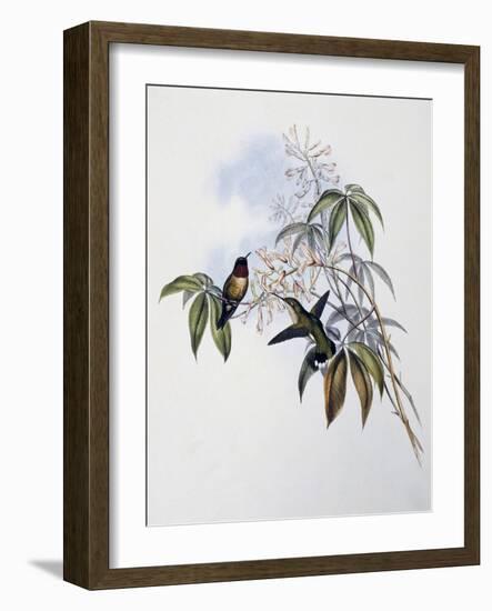 Ruby-Throated Hummingbird (Archilochus Colubris)-John Gould-Framed Giclee Print