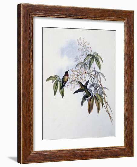 Ruby-Throated Hummingbird (Archilochus Colubris)-John Gould-Framed Giclee Print