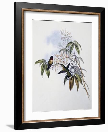 Ruby-Throated Hummingbird (Archilochus Colubris)-John Gould-Framed Giclee Print