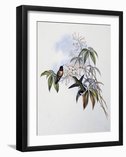 Ruby-Throated Hummingbird (Archilochus Colubris)-John Gould-Framed Giclee Print