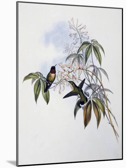 Ruby-Throated Hummingbird (Archilochus Colubris)-John Gould-Mounted Giclee Print